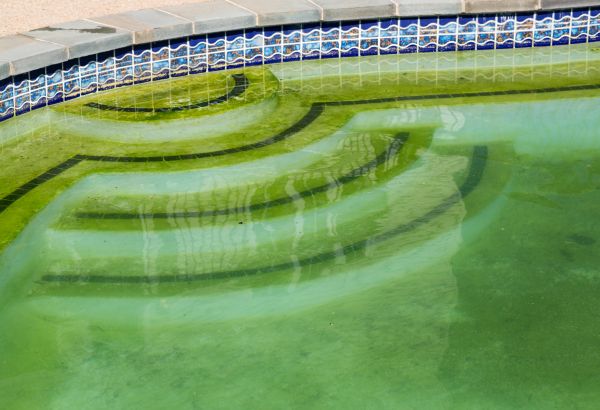 Cost of Pool Deck Algae Removal in Orange Park